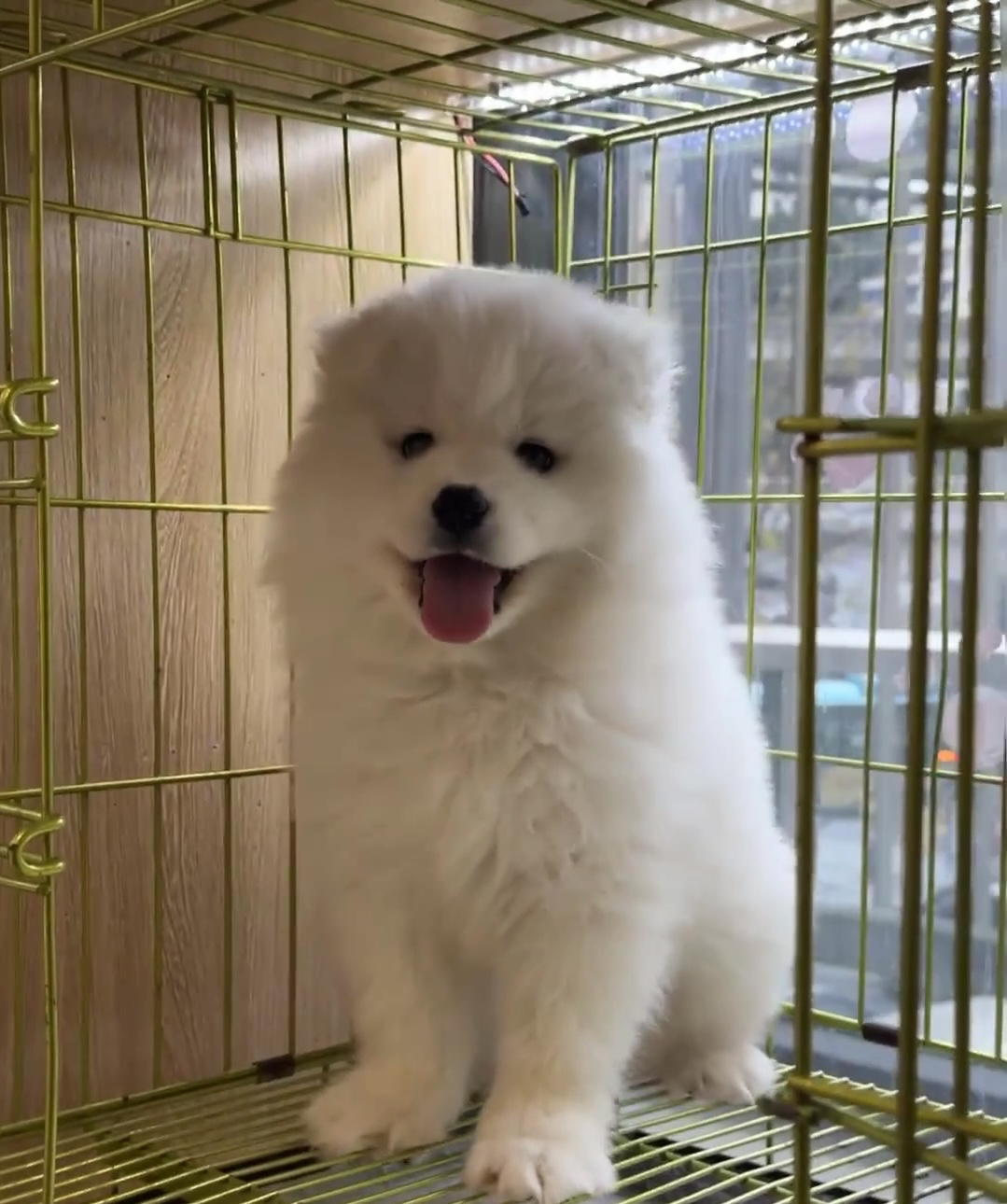 发光的萨摩耶小狗耶