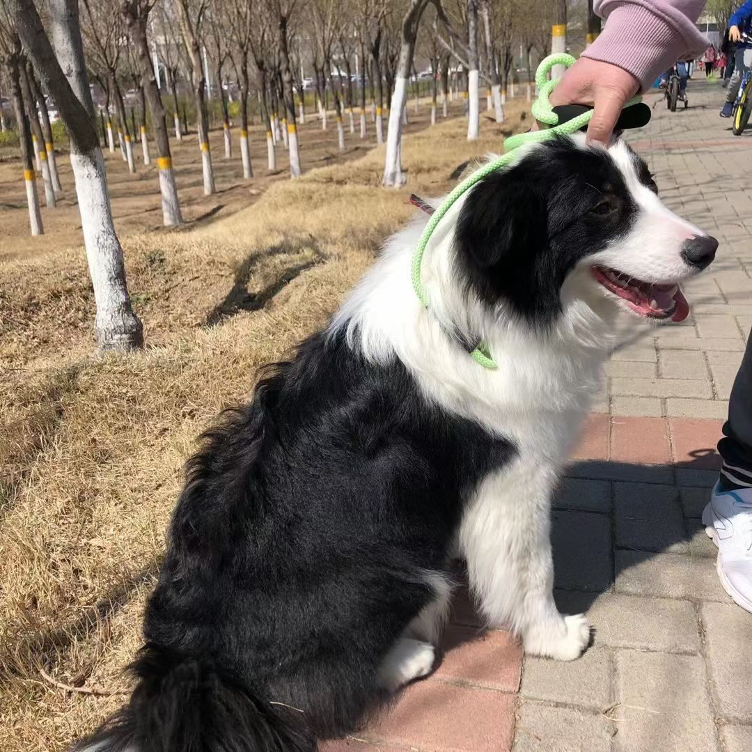 双血统带证书芯片❤️赛级边境牧羊犬