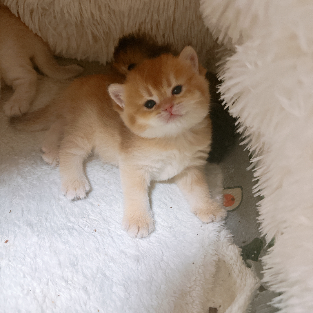 家里的猫自己生了四只，现在剩下一只母猫小可爱