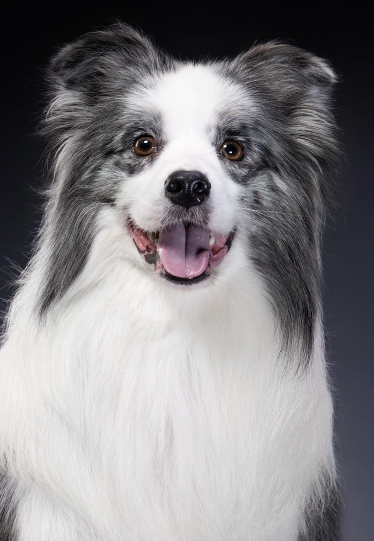陨石色边境牧羊犬,颜值高智商高,聪明忠诚的最佳伴侣