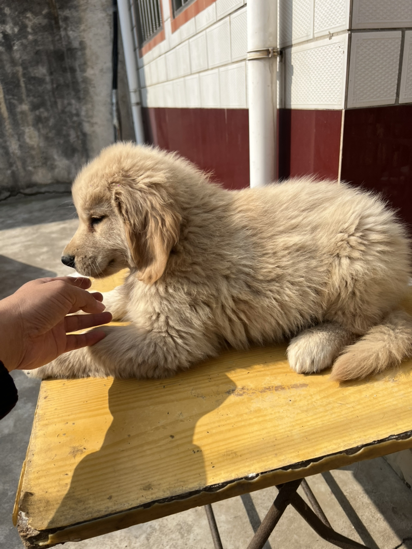 双血浅色系金毛