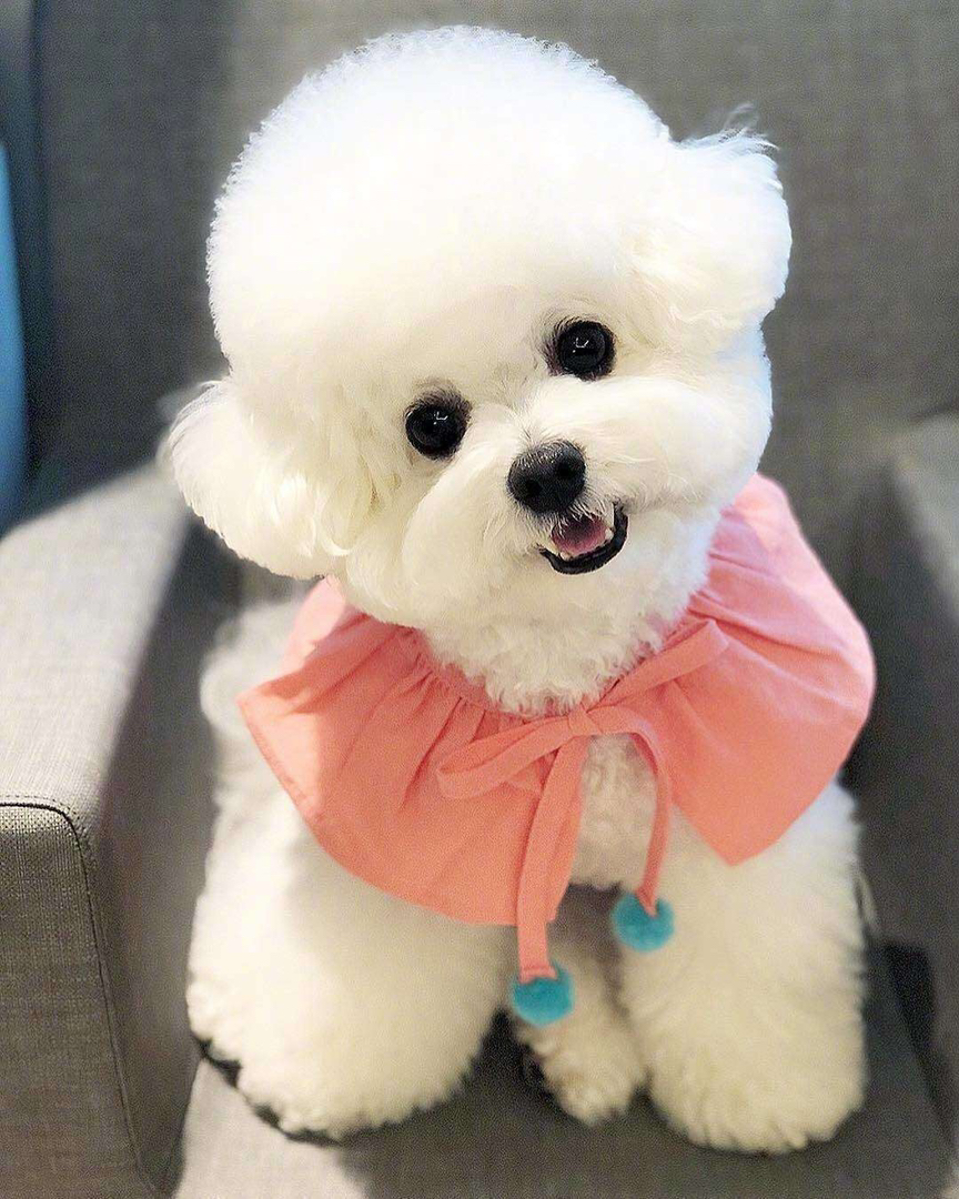 韩版高端比熊❤平台推荐