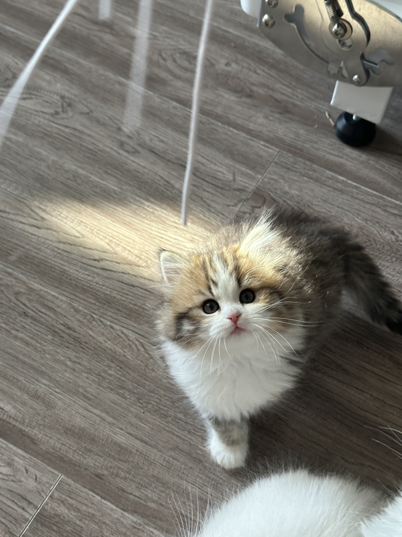 长毛金加白，长毛金点，都是正常脚，都非常可爱😻