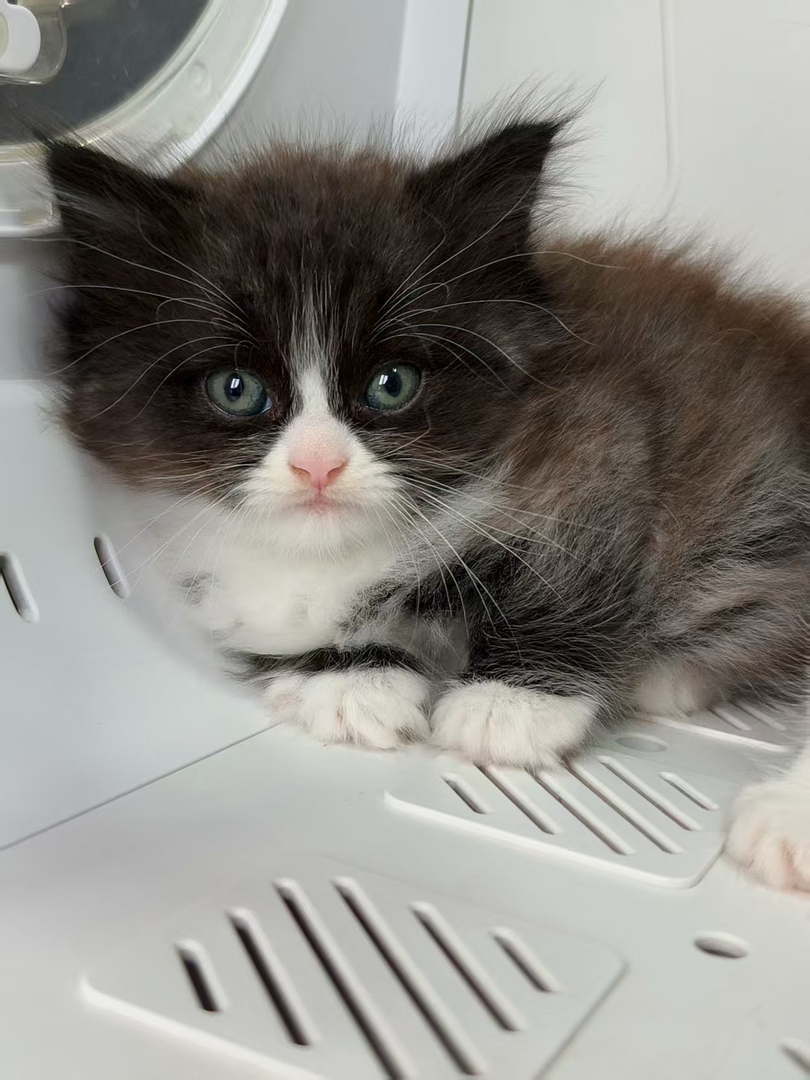 ✨英国长毛猫🐈