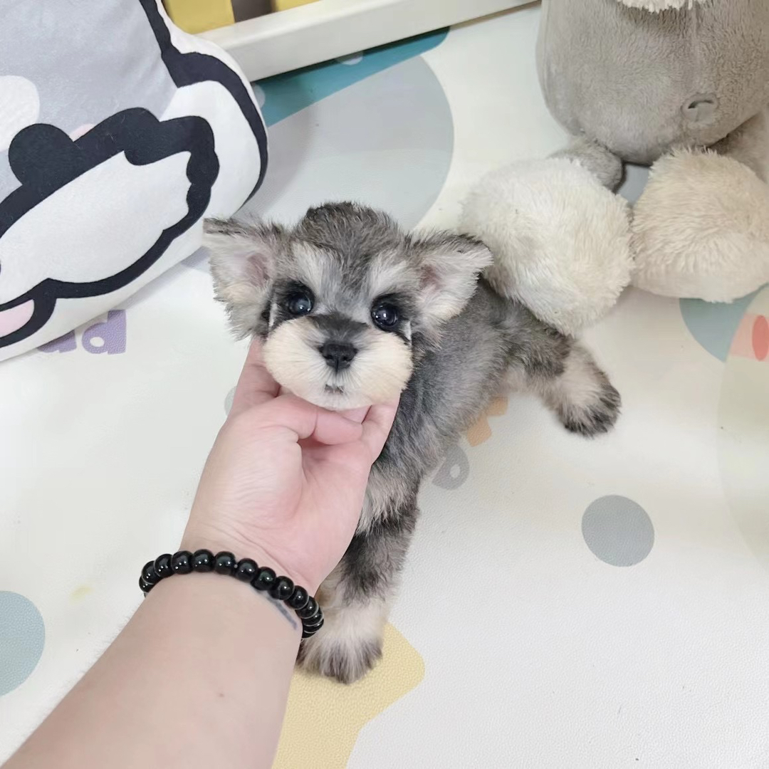 雪纳瑞宝宝❤️双血统带证书芯片