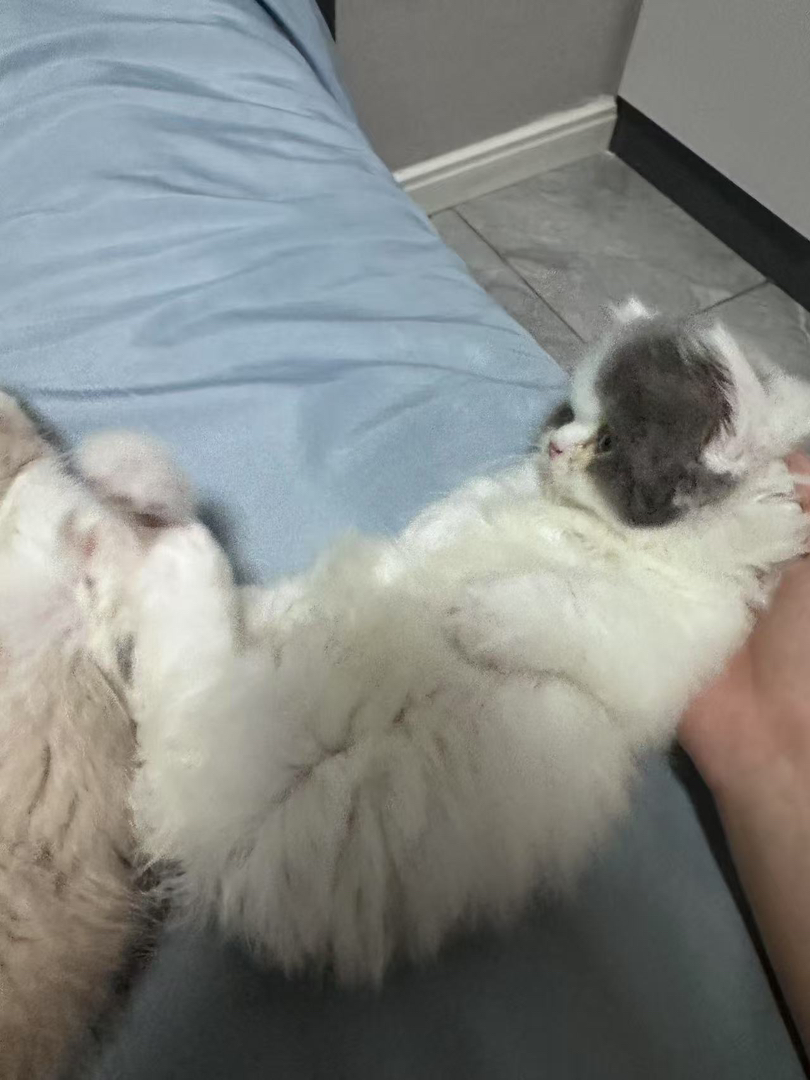 蓝白拿破仑弟弟 ，也就是矮脚