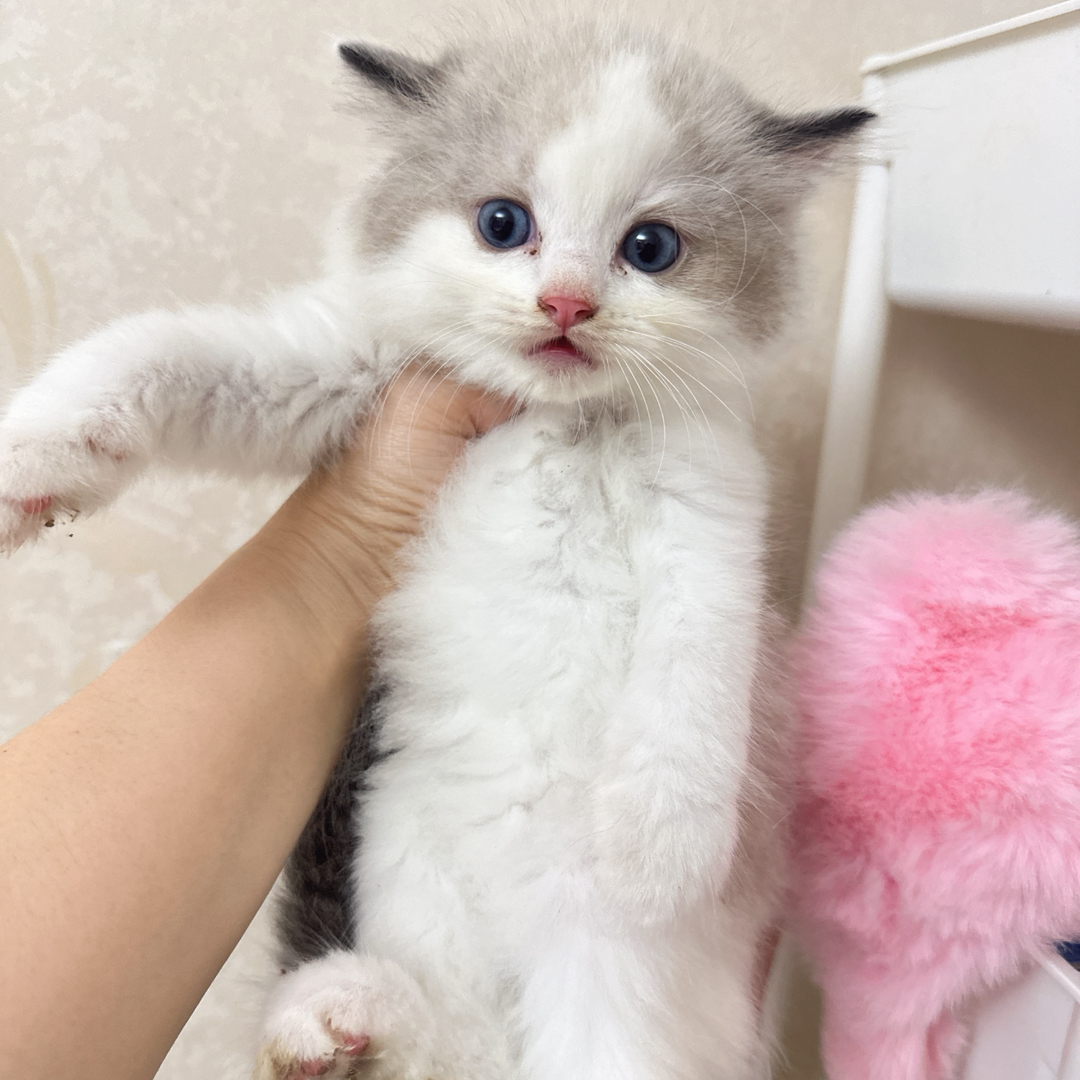 布偶猫