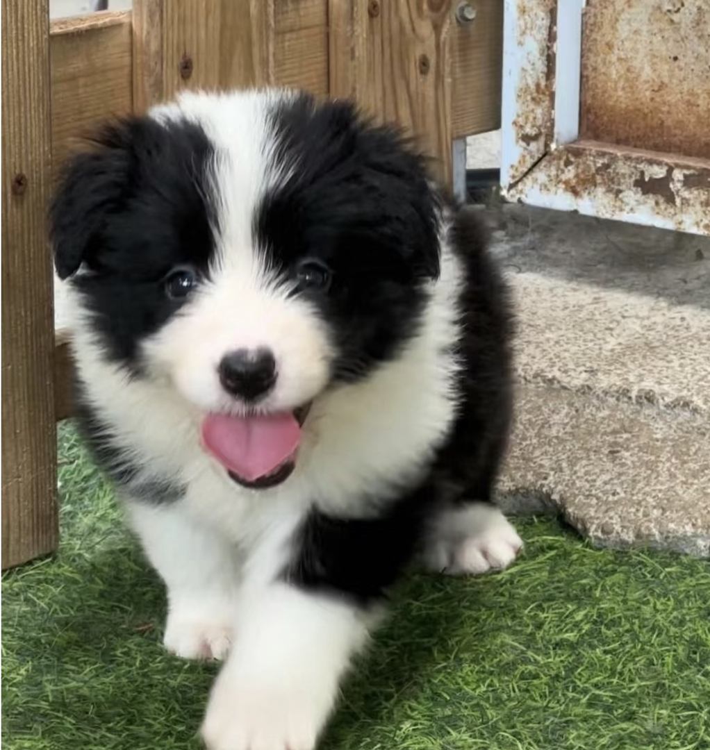黑白相间边境牧羊犬,活泼可爱,聪明伶俐的最佳伴侣