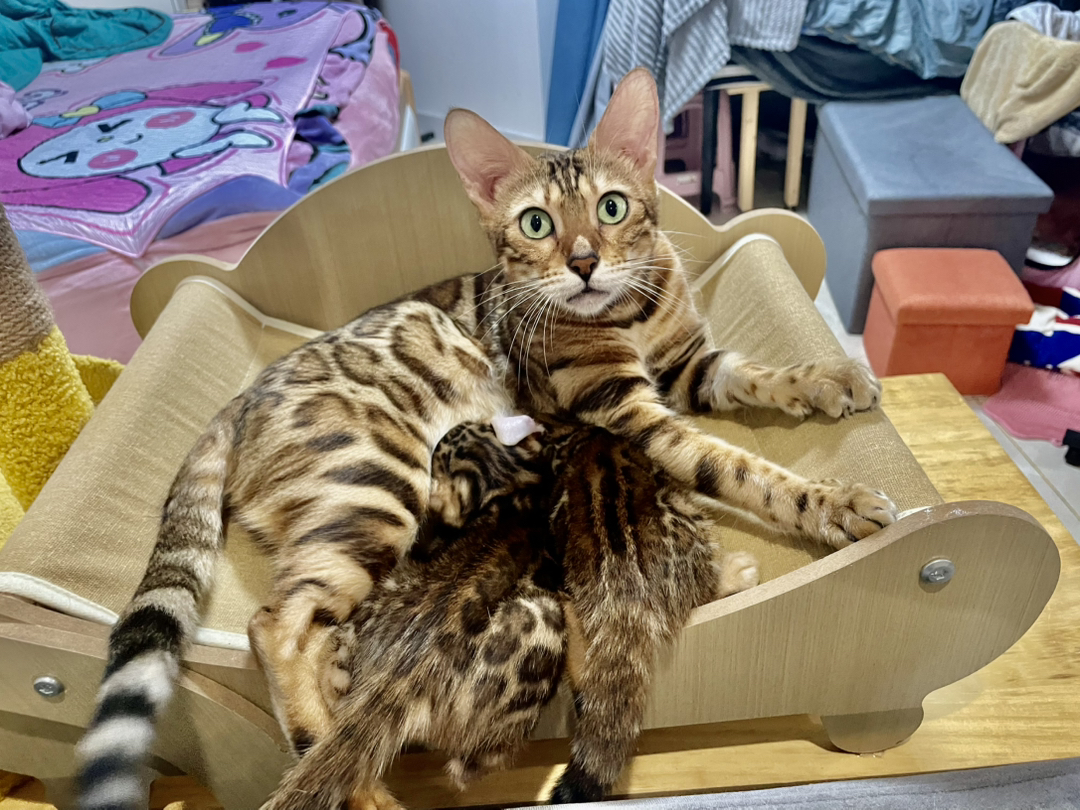 孟加拉豹猫