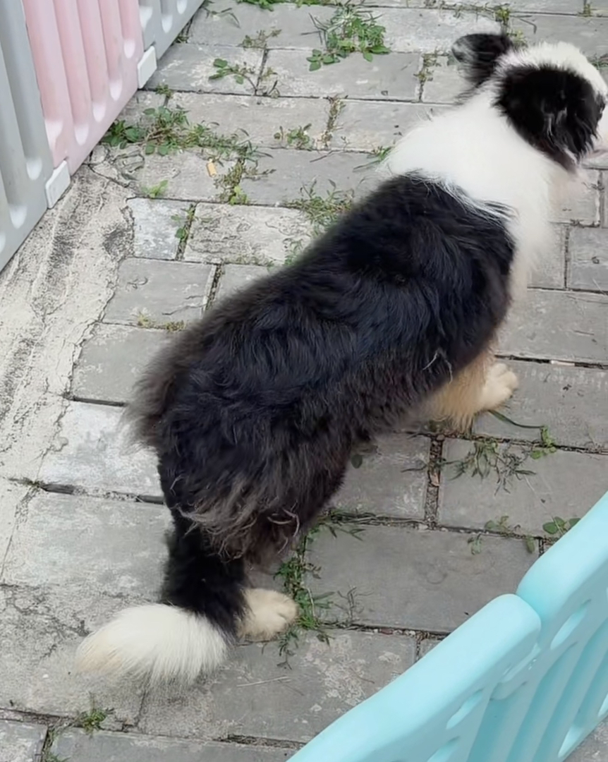 双血统带证书芯片💎边境牧羊犬💎大三通,超级大骨量