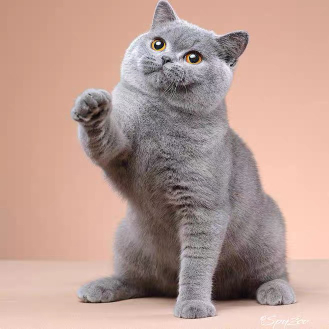 英国短毛猫,圆润大眼,毛短易打理,萌宠首选