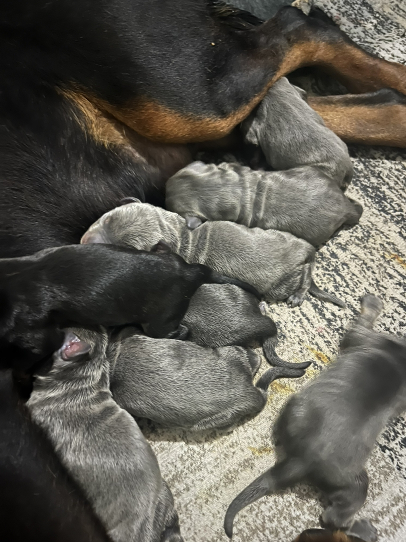 德系 异色杜宾犬