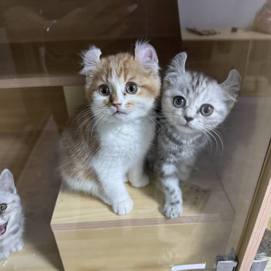 卷耳猫幼崽，高颜值，性格温顺乖巧，萌宠首选。自家繁育。价可谈