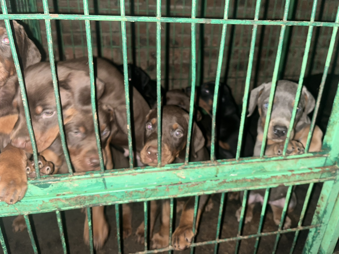 子龙后代，一手自家杜宾犬