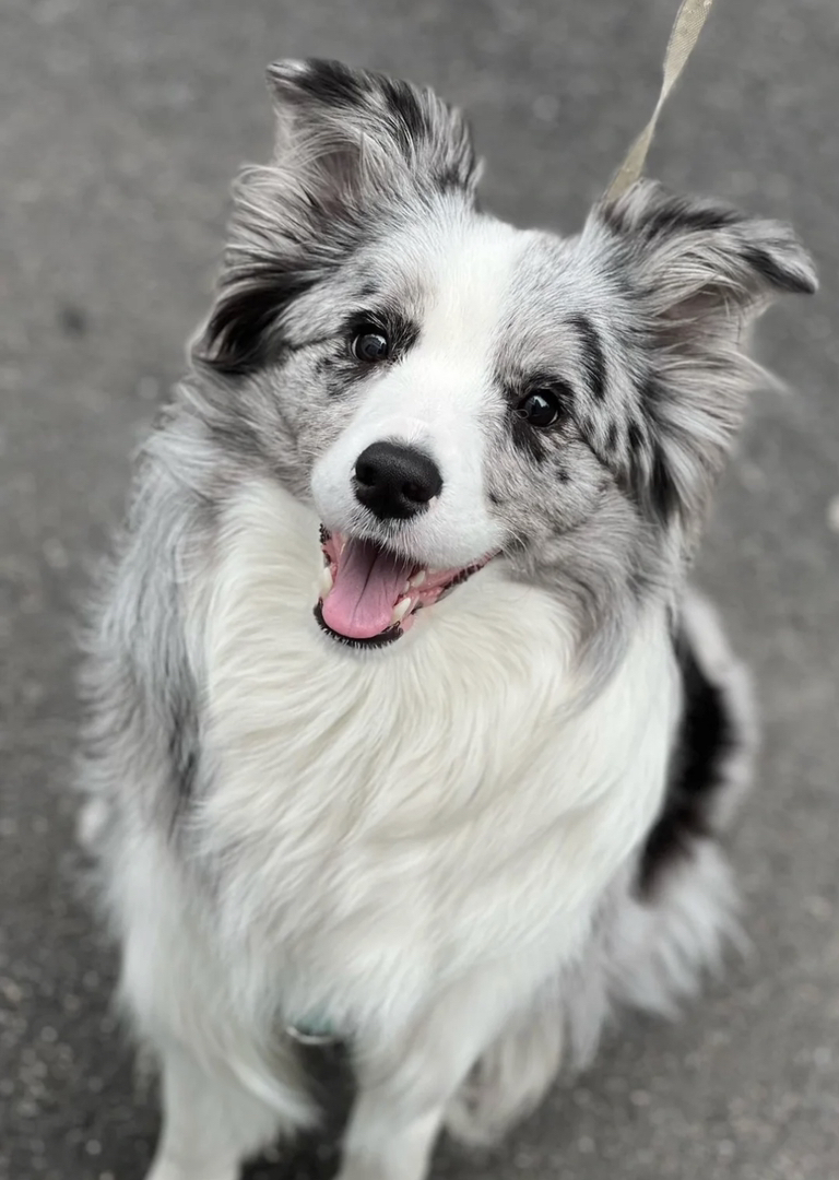 出售成犬边牧。公母都有。都是颜值巅峰