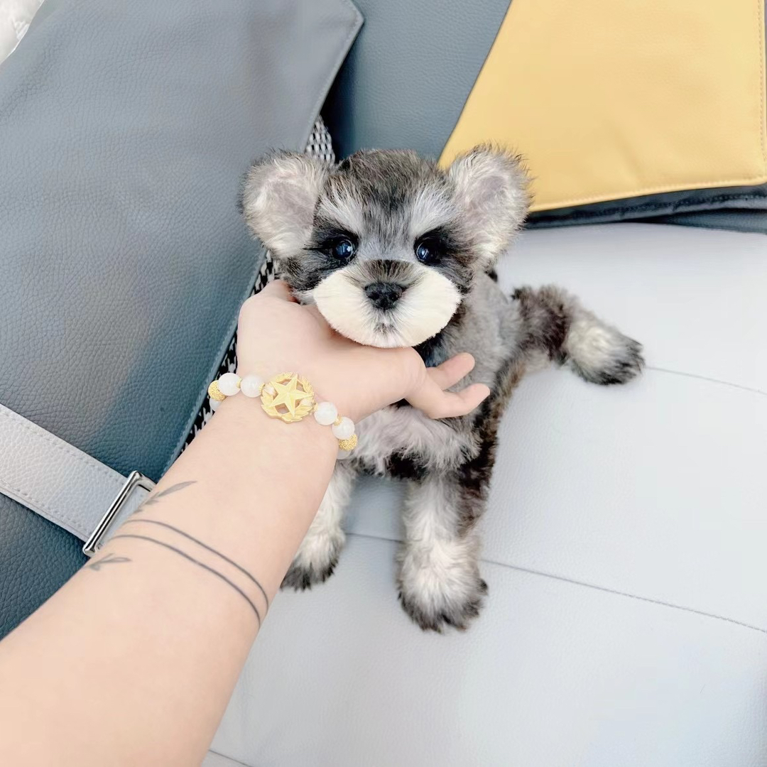 米其耳椒盐色雪纳瑞