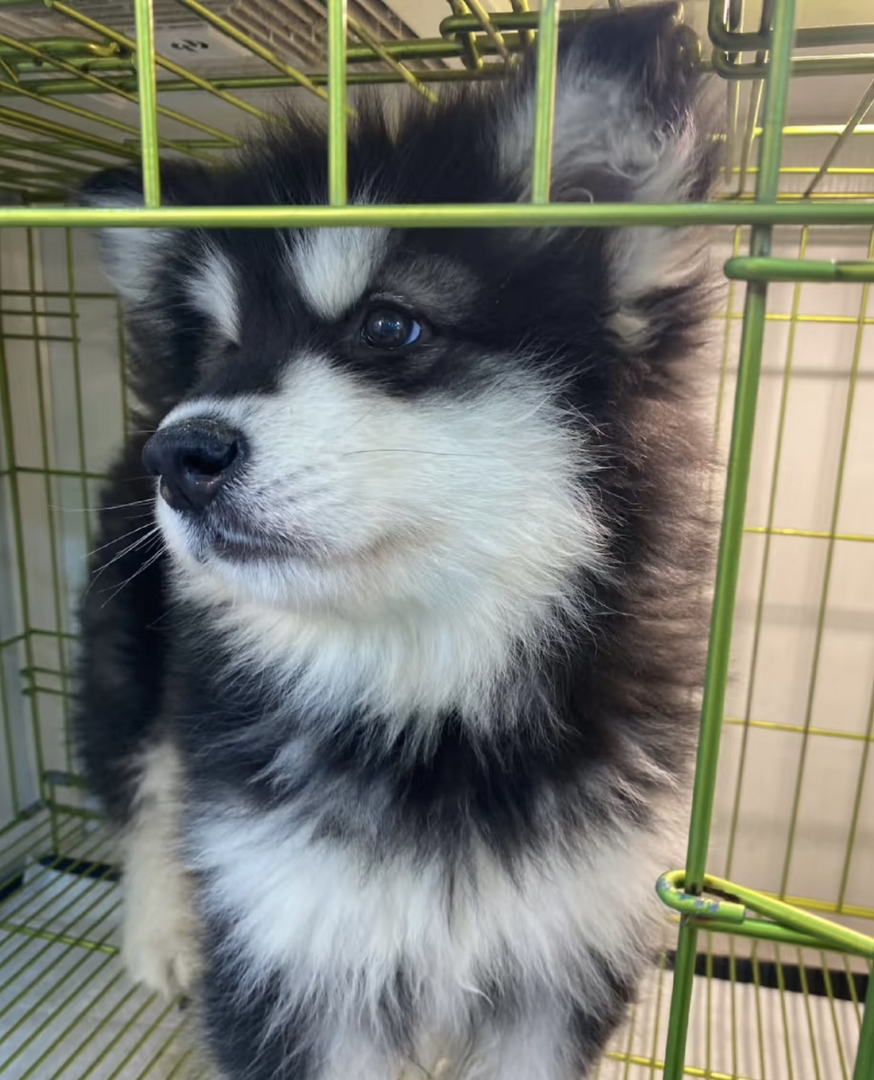 ​​高颜值​​：阿拉斯加犬体型匀称，外观极具吸引力。