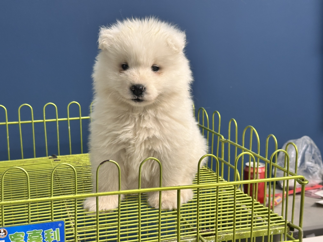 萨摩耶幼犬，雪白蓬松，颜值爆表，温顺可爱萌翻天