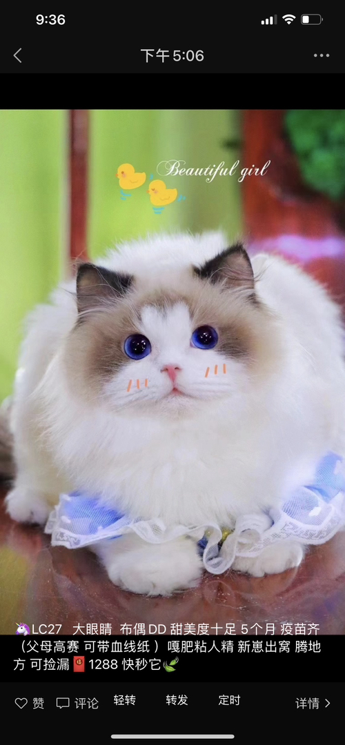 ❤平台推荐商家❤双血统纯种布偶猫