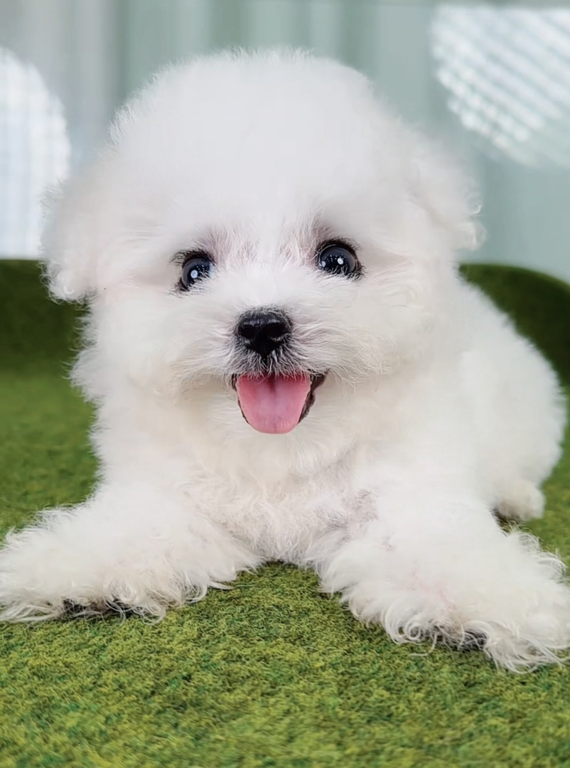 ❤️高端大眼睛双血统比熊犬❤️