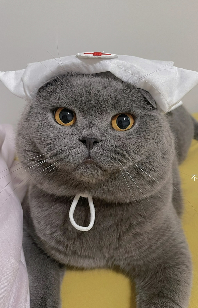 英短蓝猫，圆眼大嘴超可爱，毛厚温顺好养的宠物伴侣