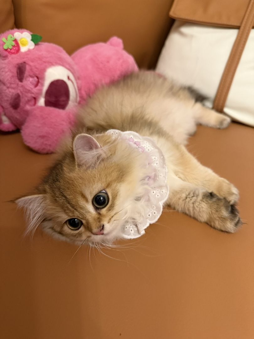 长毛金渐层妹妹 三个月 找一个有爱心有养猫经验的家长