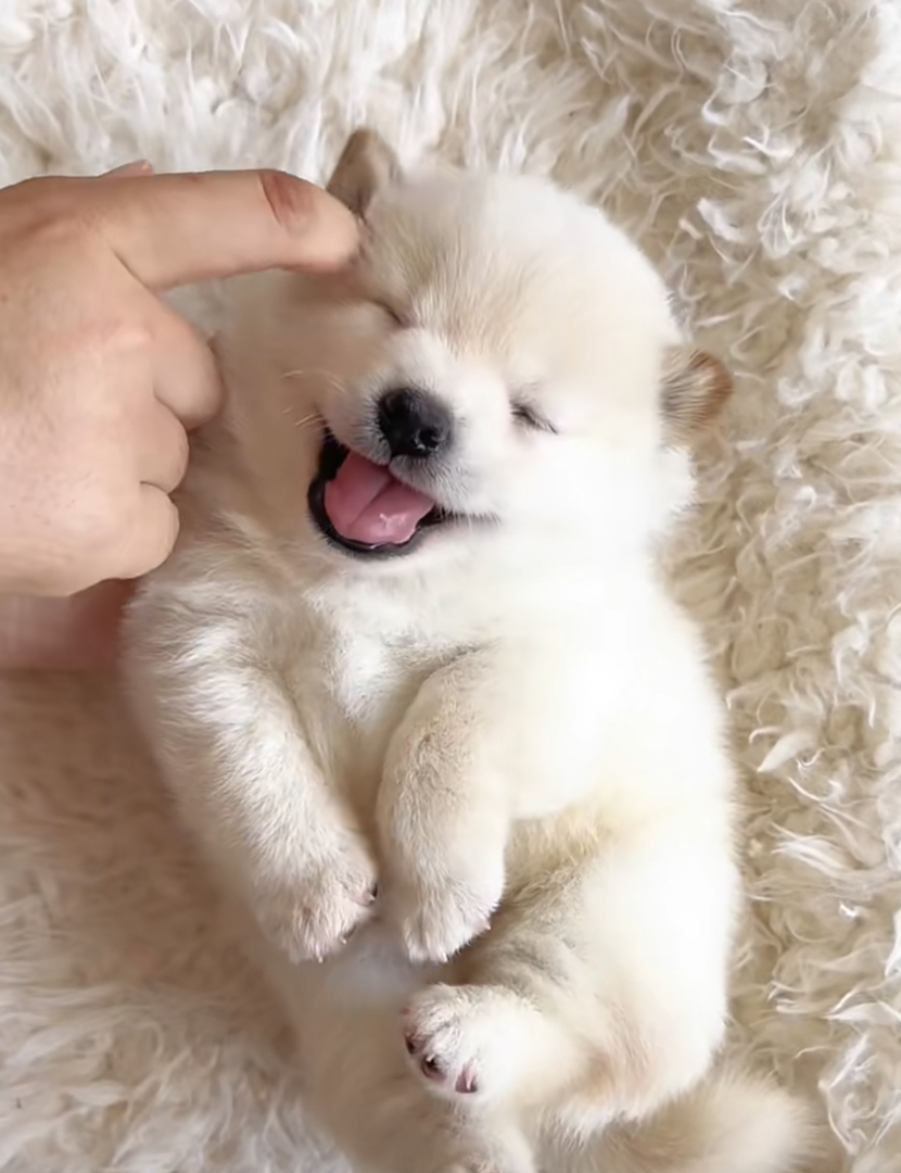 白色柴犬幼犬，笑容甜美，毛发蓬松，萌宠界的可爱担当