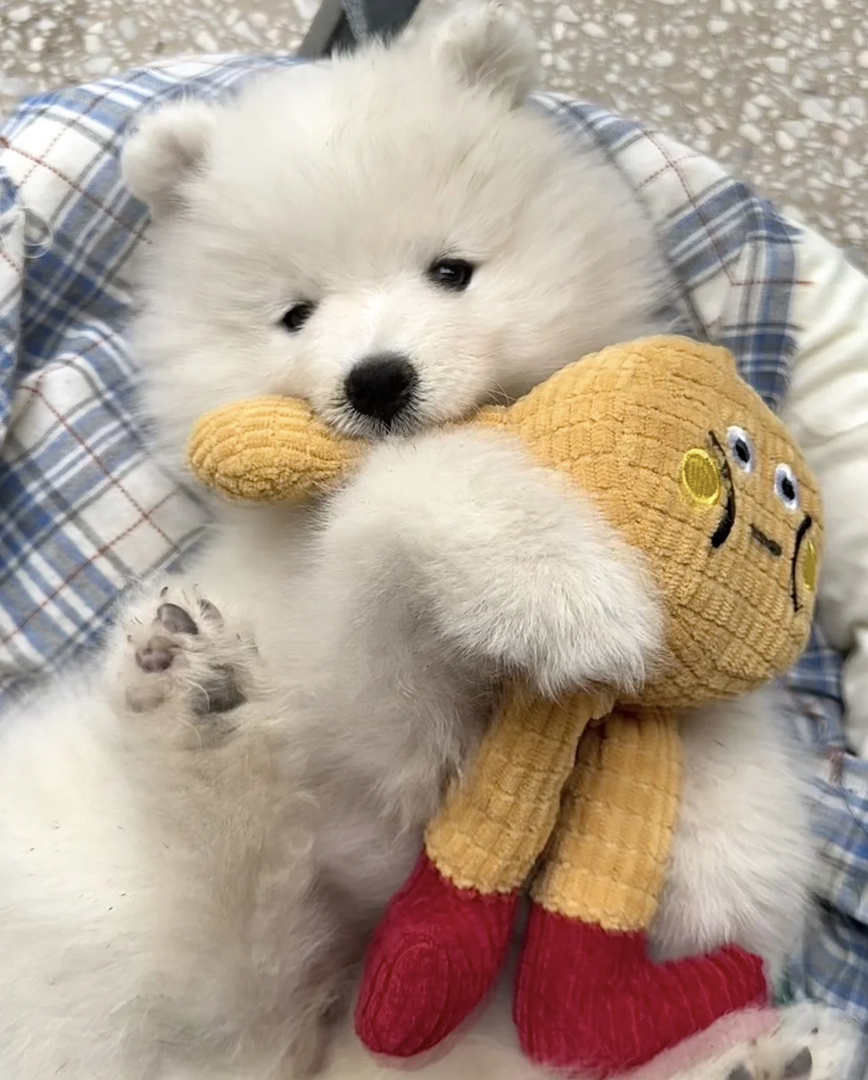 可爱萨摩耶幼犬,雪白蓬松,温柔活泼的治愈系萌宠