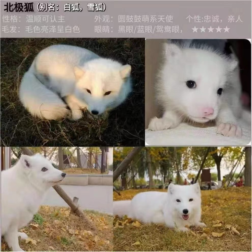 高品质狐狸❤性格好,没有缺陷。