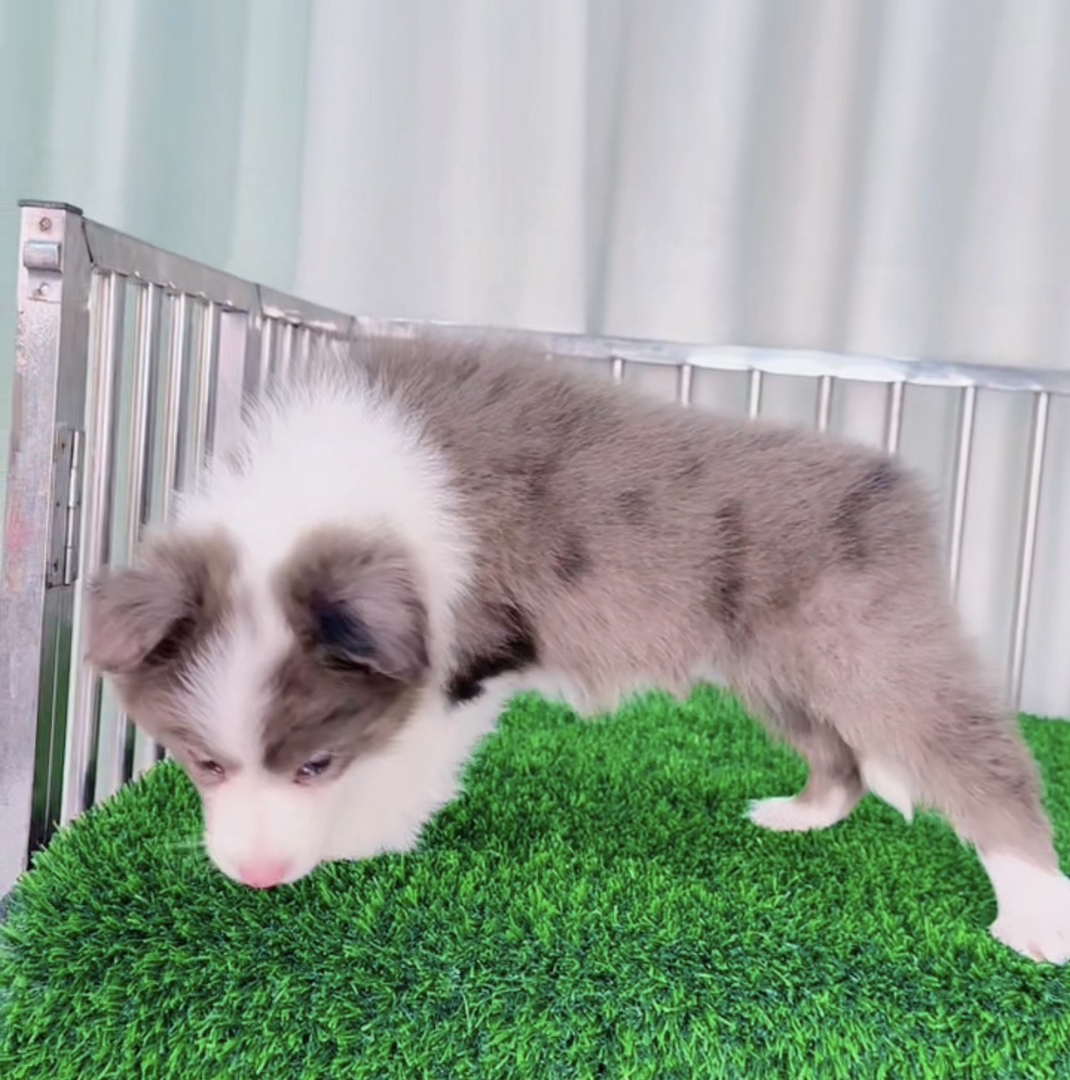 丁香陨石色边境牧羊犬