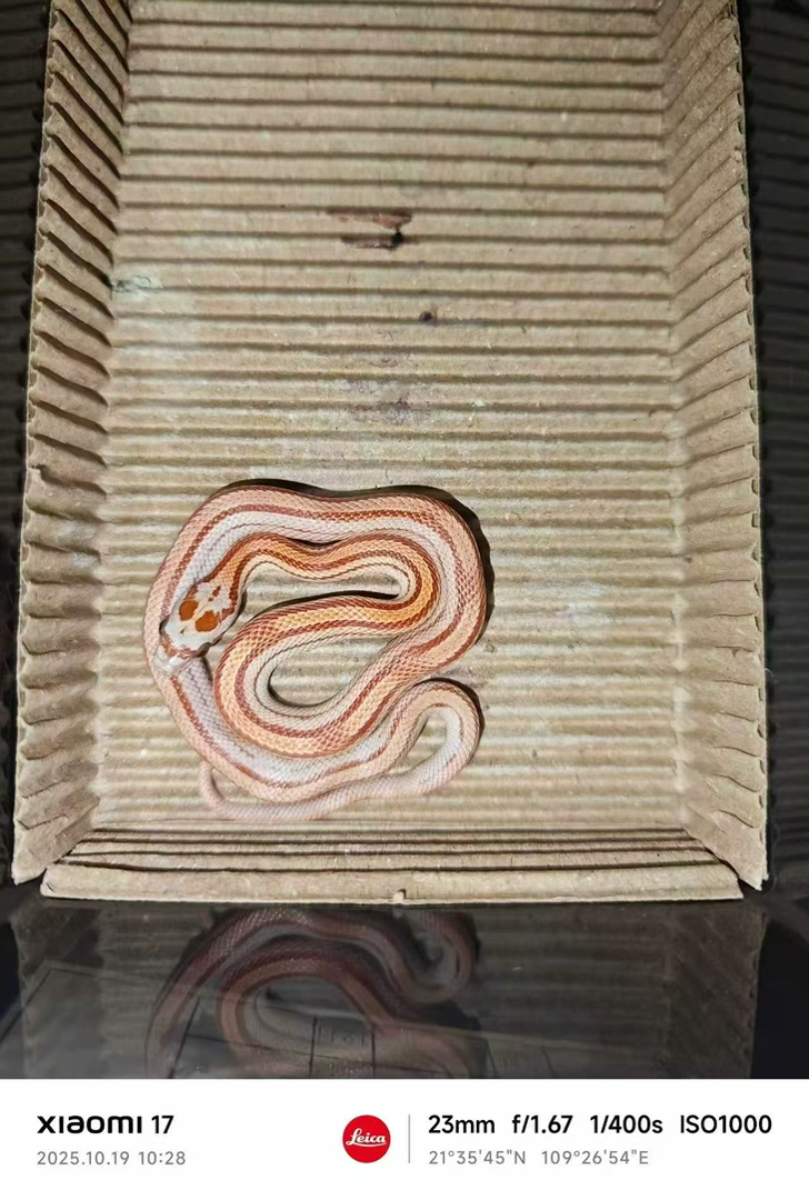 超白直线玉米蛇苗子包邮包活包风险好养适合新手，不能也不需要打疫苗