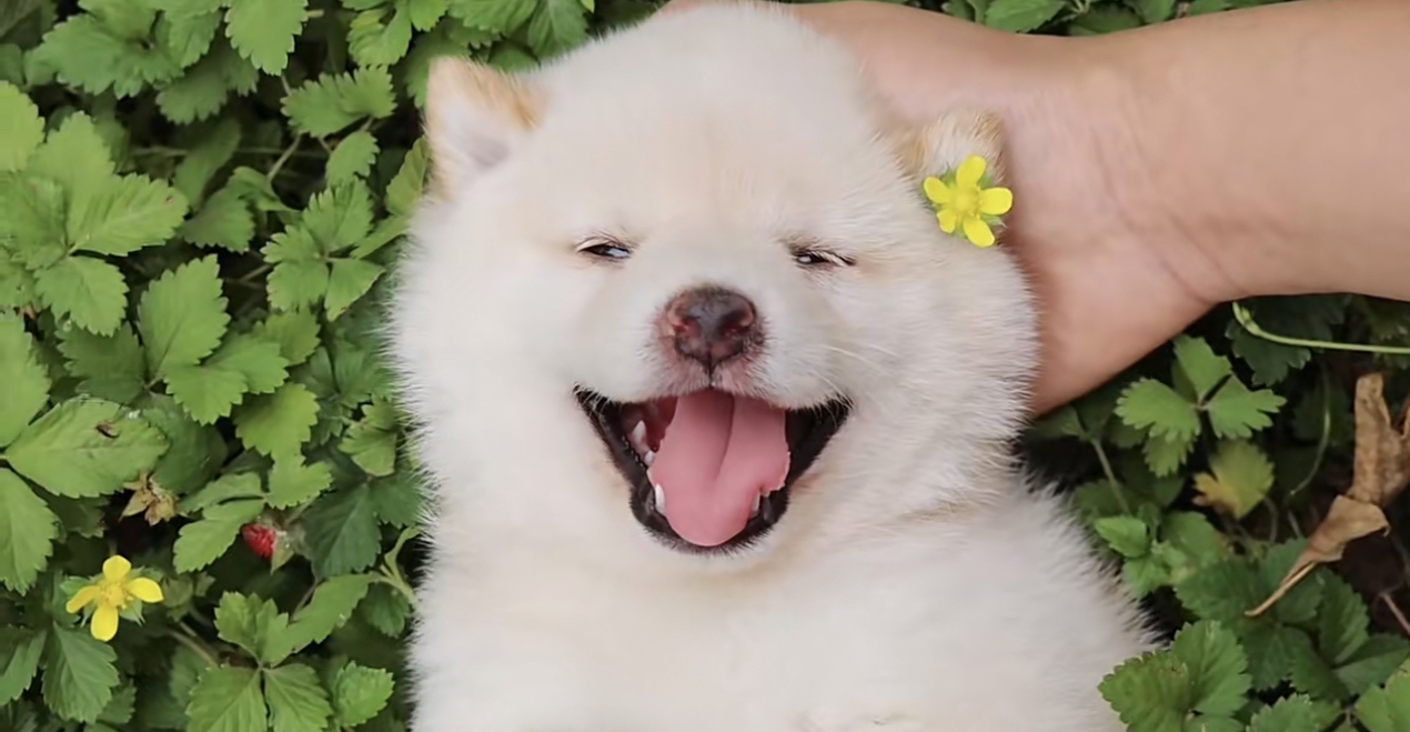 日本柴犬❤️小体豆柴