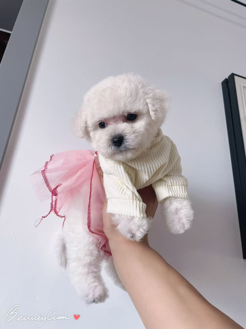 可爱比熊幼犬，浑身雪白似棉花糖，萌化人心