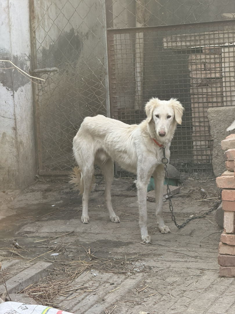 山东细犬小公,看家护院杠杠的
