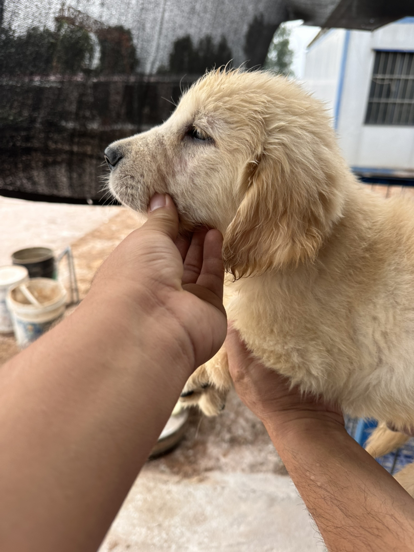 金毛幼犬，软萌可爱，性格温顺，陪伴家人的暖心萌宠