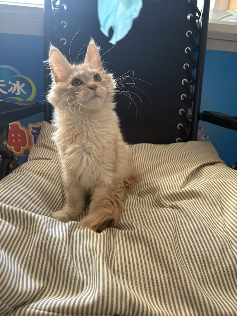 凯米尔缅因弟弟三个月了