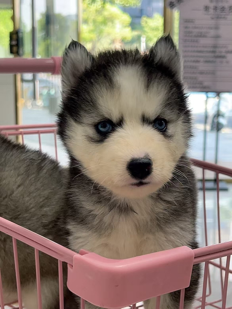 哈士奇幼犬，蓝眼颜值高，个性活泼，养宠首选