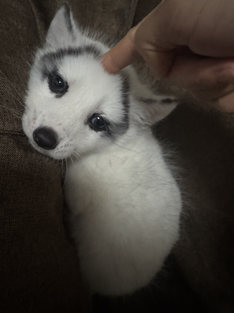 狐狸很活泼 爱笑 爱干净会用猫砂