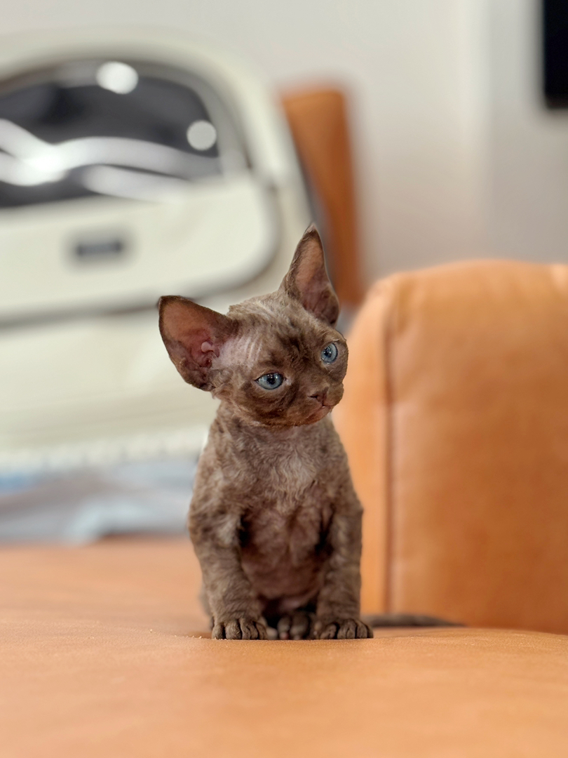 德文卷毛猫幼崽，咖啡色，卷毛大眼超可爱