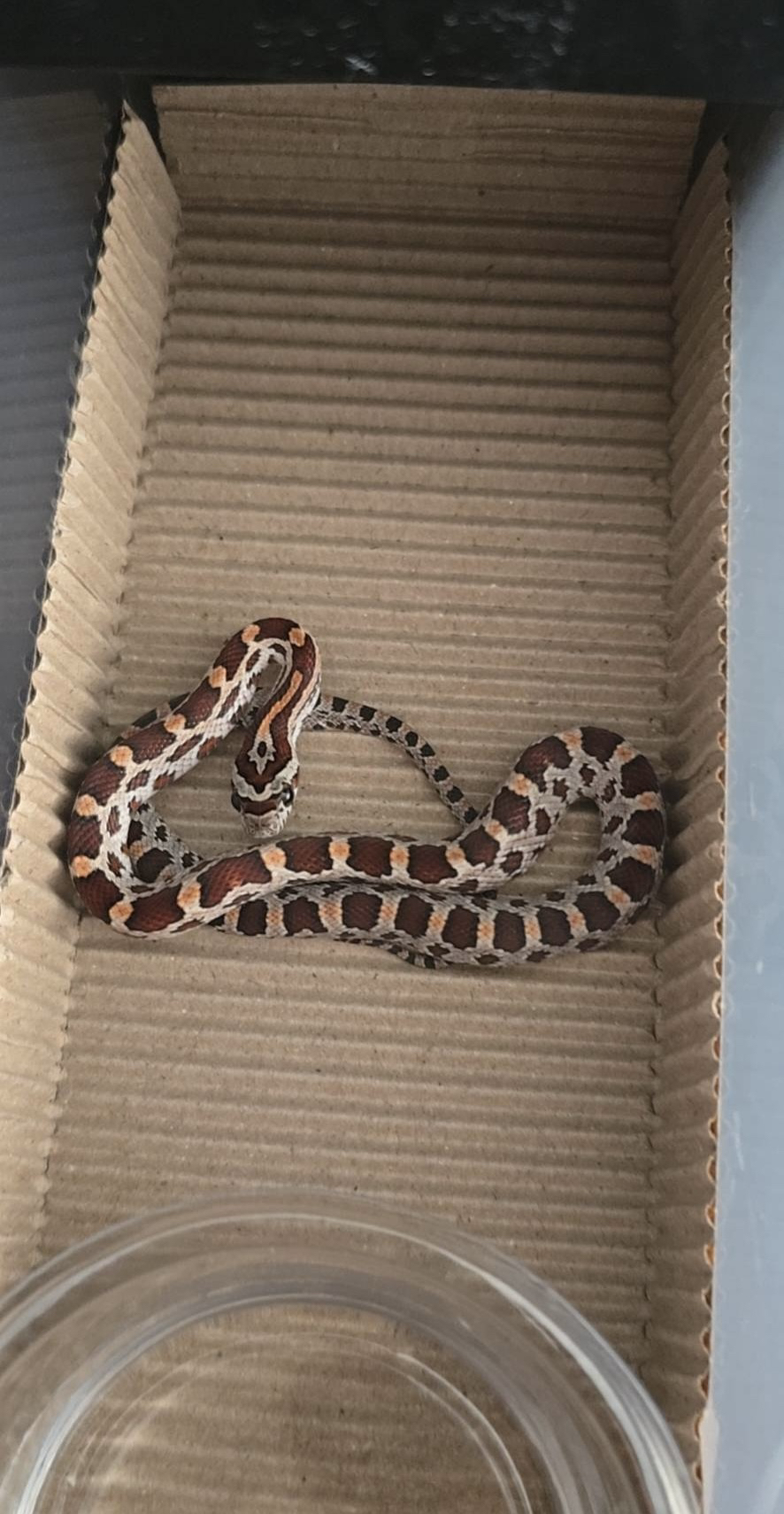 网红宠物玉米蛇 健康温顺饲养简单