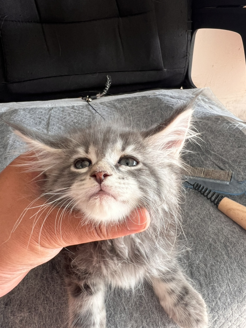 缅因猫幼崽(温柔巨人),灰毛蓬松耳饰毛灵动,软萌可爱,家庭伴侣佳选