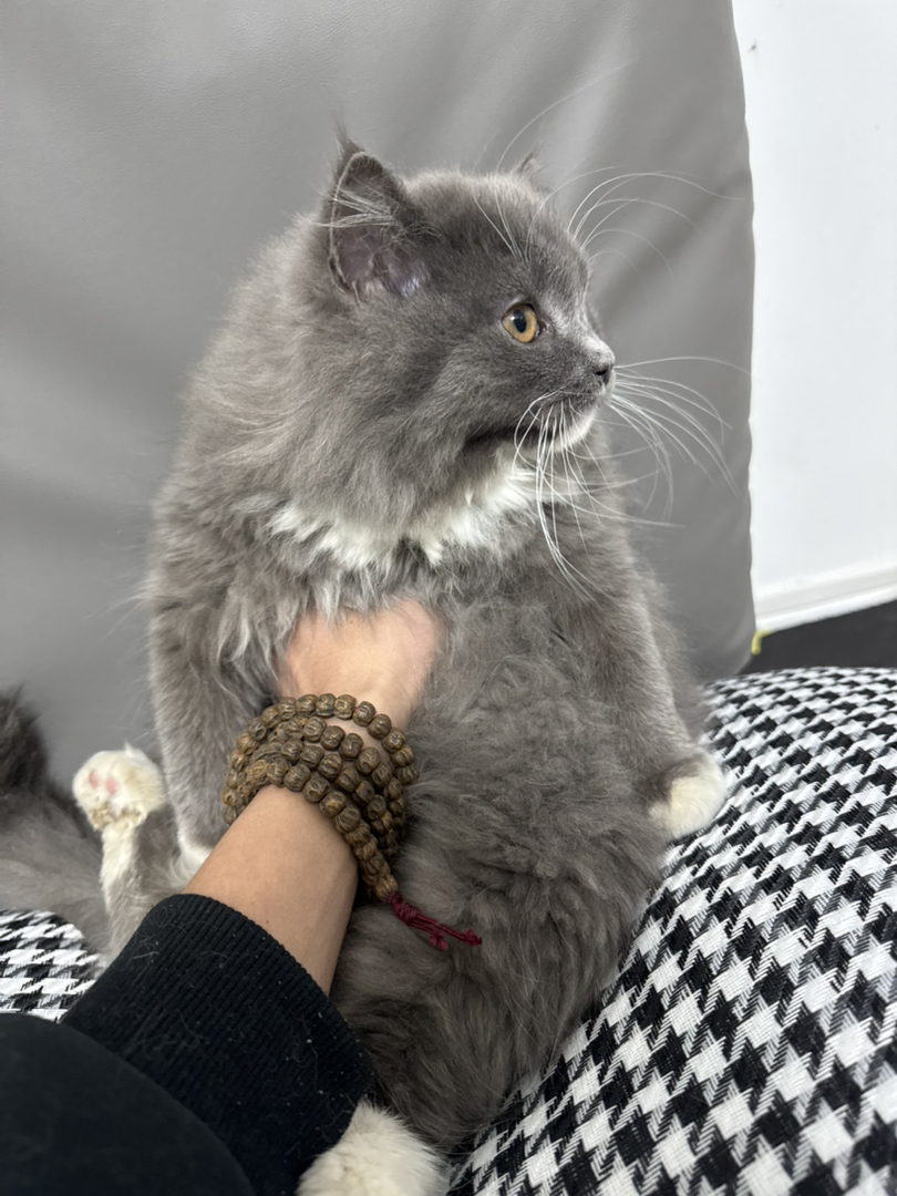 蓝猫长毛  白手套  粉爪垫  巨肥  3个多月