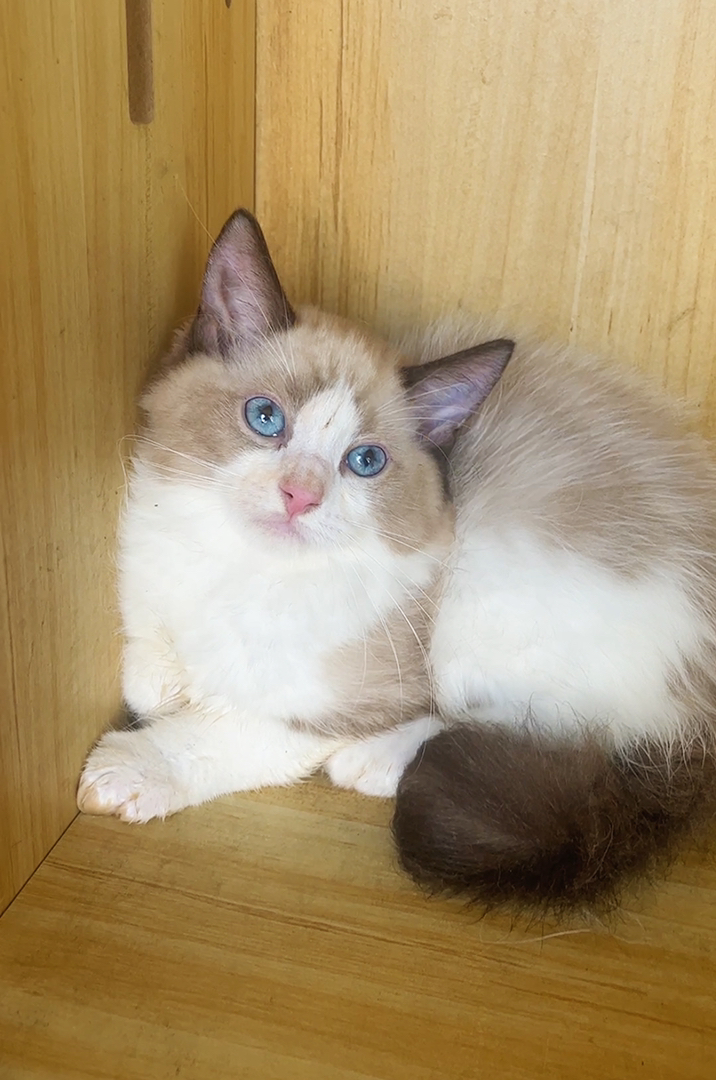 布偶猫幼崽，蓝眼白毛颜值高，性格温柔，养猫首选 公母都有600一只