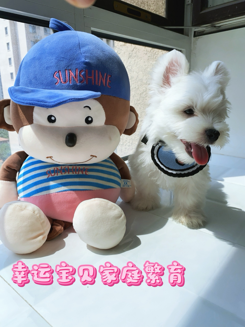 超可爱西高地