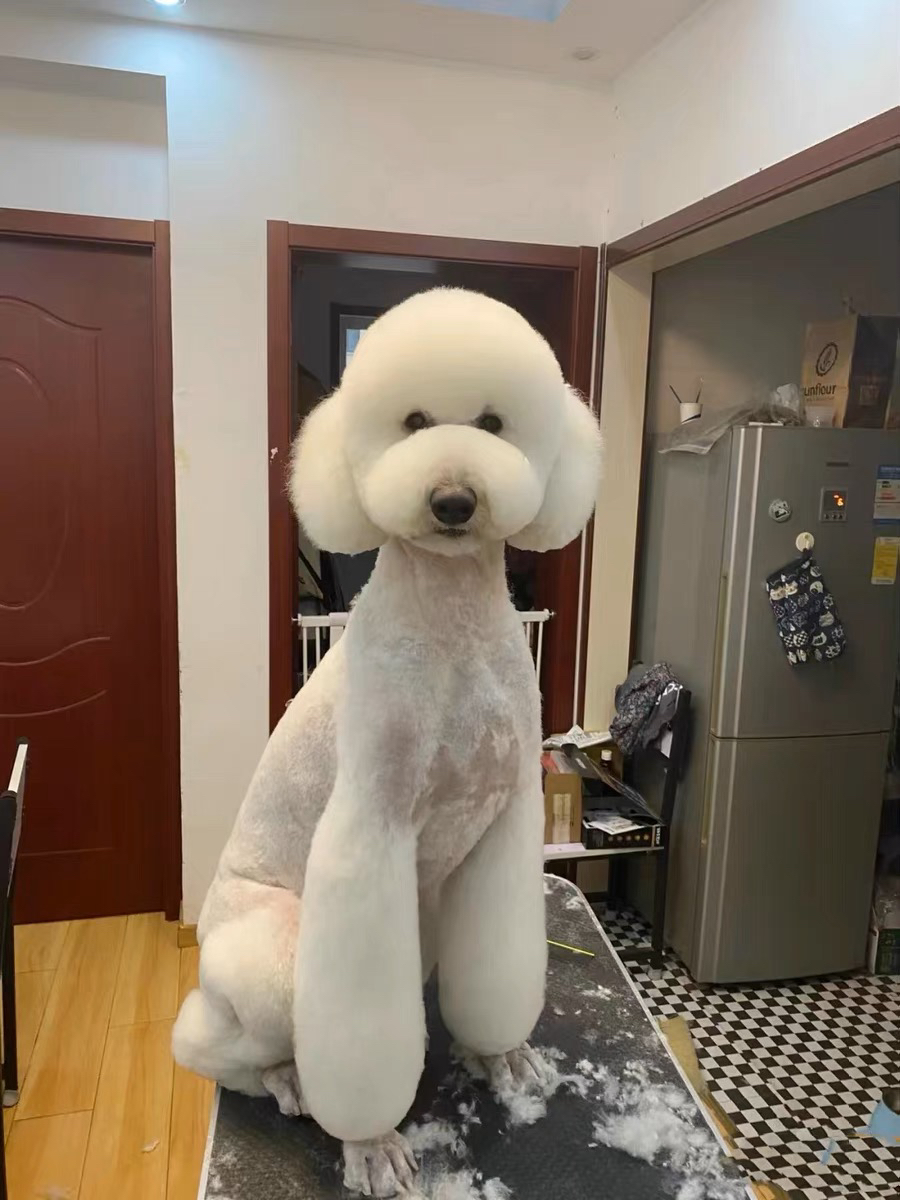 各种颜色花巨贵犬❤️灰色巨贵