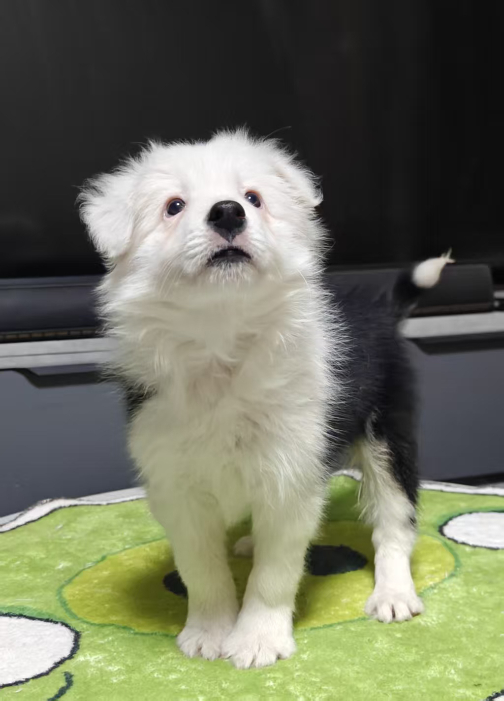 纯种边牧弟弟（请看下方详情介绍）不包运