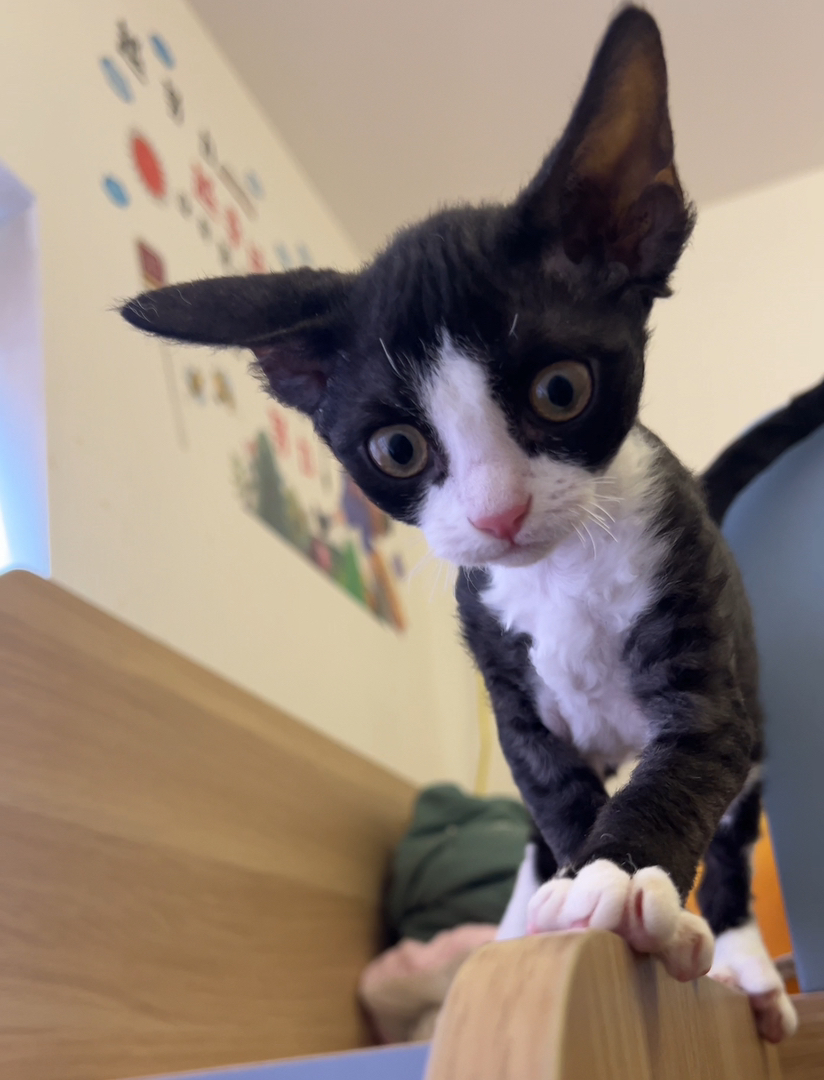 自家母猫生的黑白开脸德文妹妹找新家