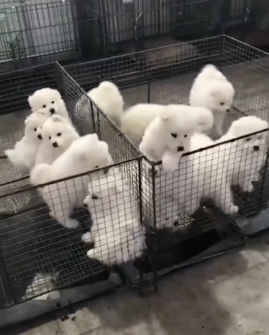 可爱萨摩耶幼犬,雪白绒毛,性格温顺,治愈系萌宠