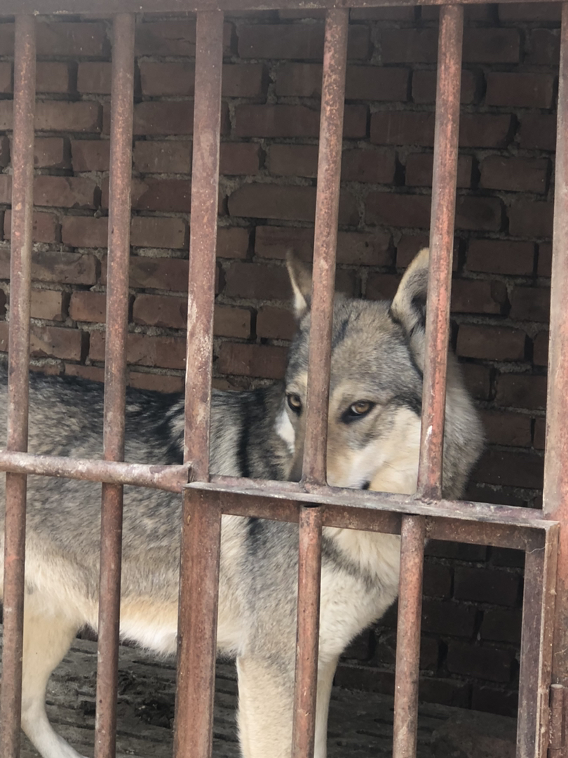 捷克狼犬找个新家！