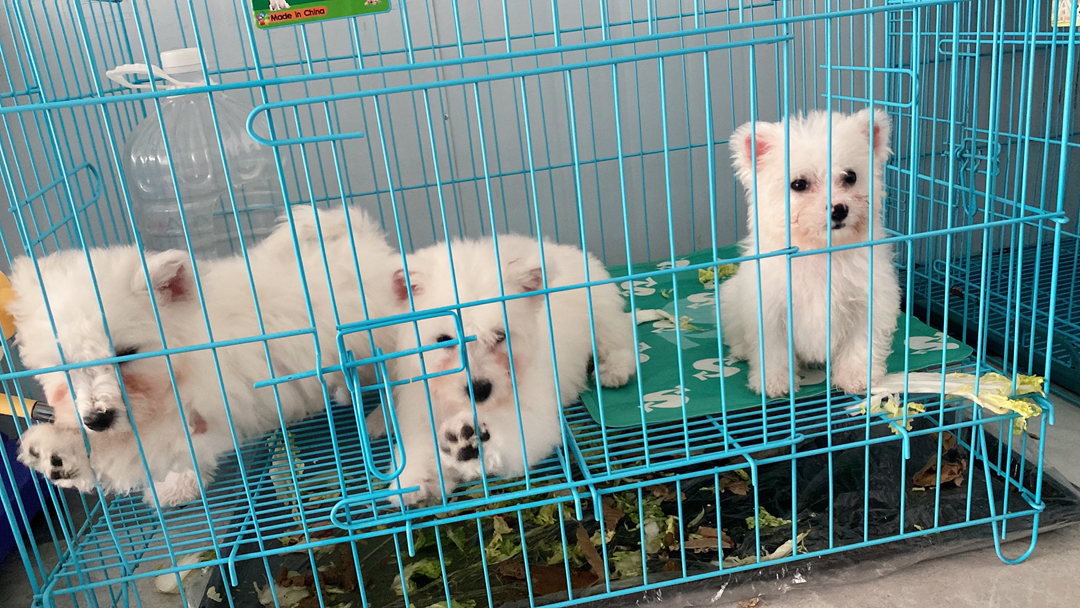 飞耳比熊幼崽 活波可爱 性格好 偏小体